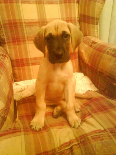 aqui mi perrita esta en el sillon de mi papi posando para la camara!!!